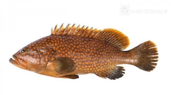 사악한 가격으로 유명한 고급 회 어종