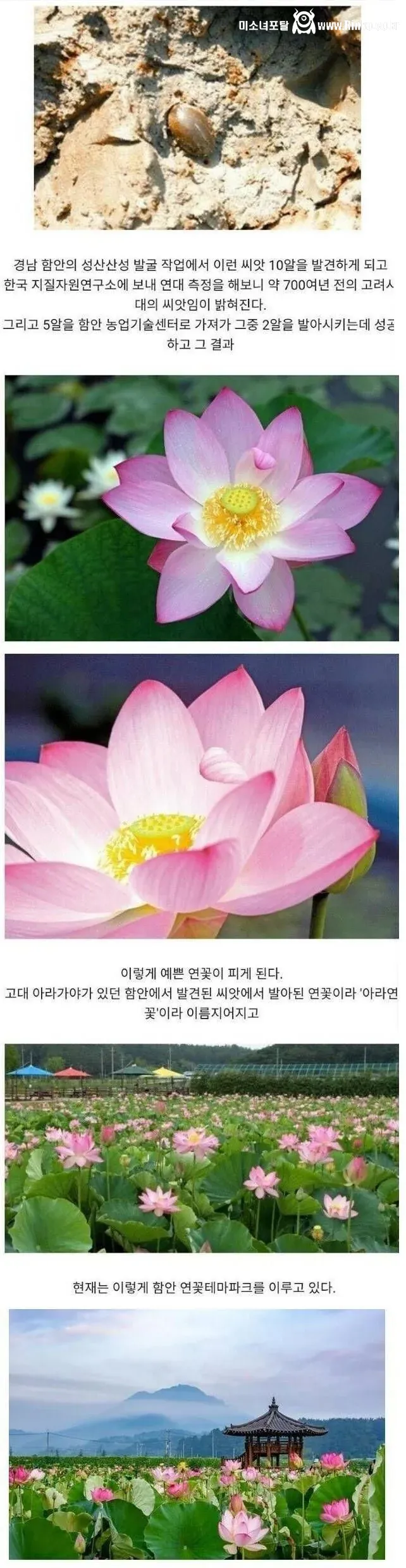 700년 된 씨앗에서 핀 한국의 꽃