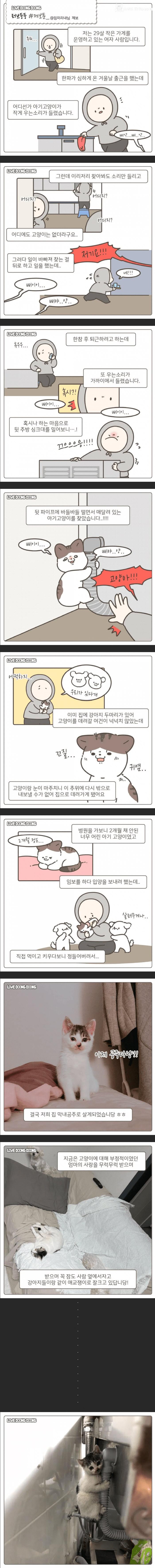 가게 주방 싱크대에서 구조된 고양이.jpg