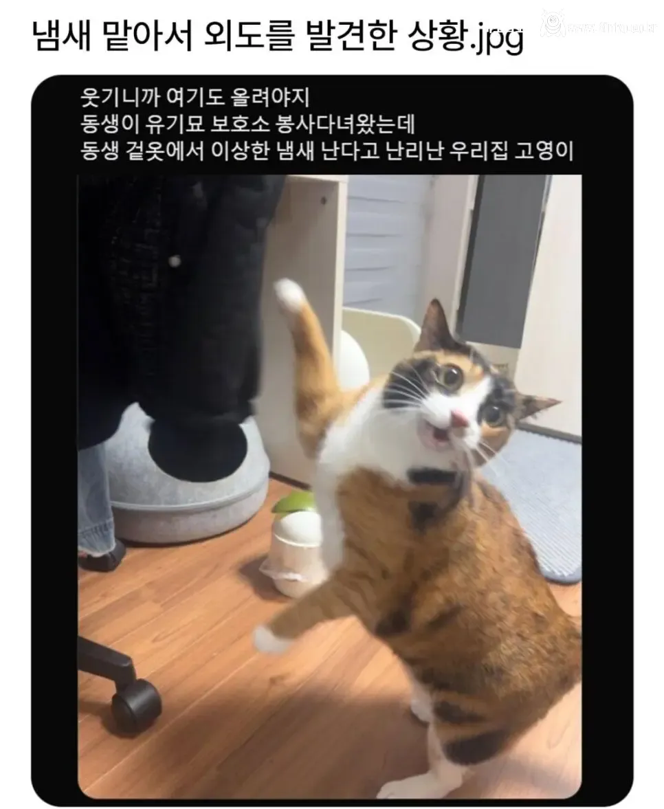 냄새 맡아서 외도를 발견한 상황