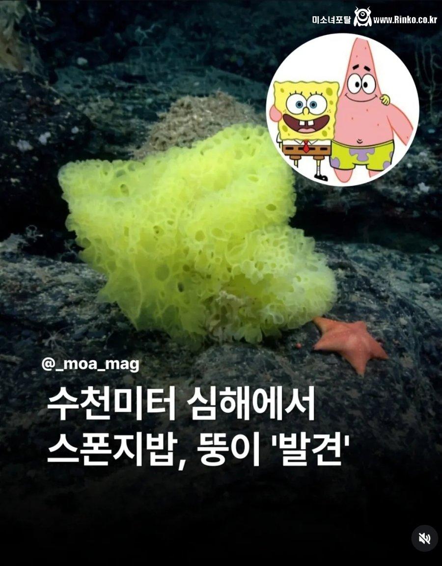 수천미터 심해에서 스펀지밥 & 뚱이 발견