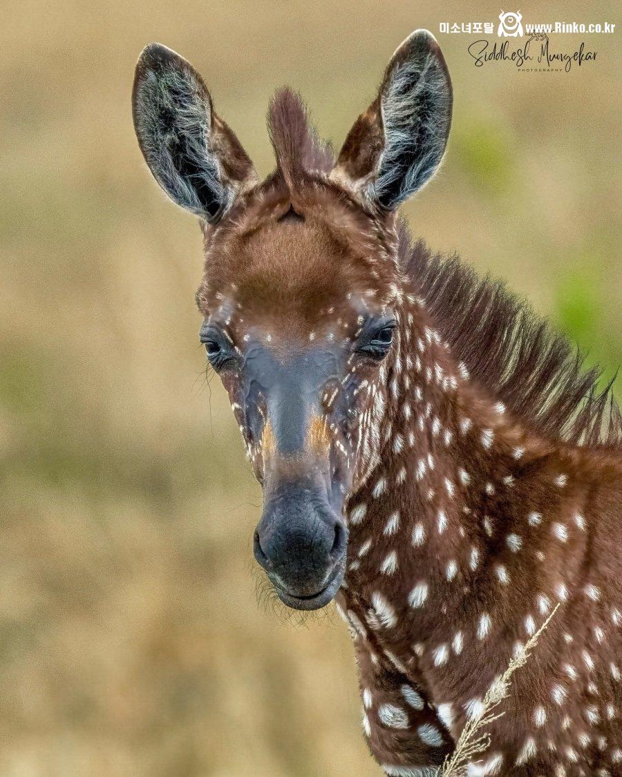 케냐에서 발견된 점박이 얼룩말