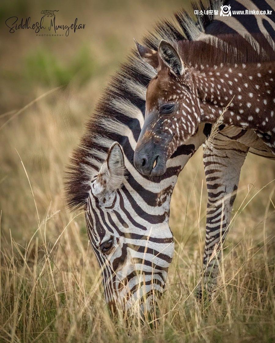 케냐에서 발견된 점박이 얼룩말