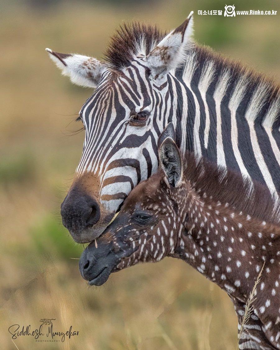 케냐에서 발견된 점박이 얼룩말