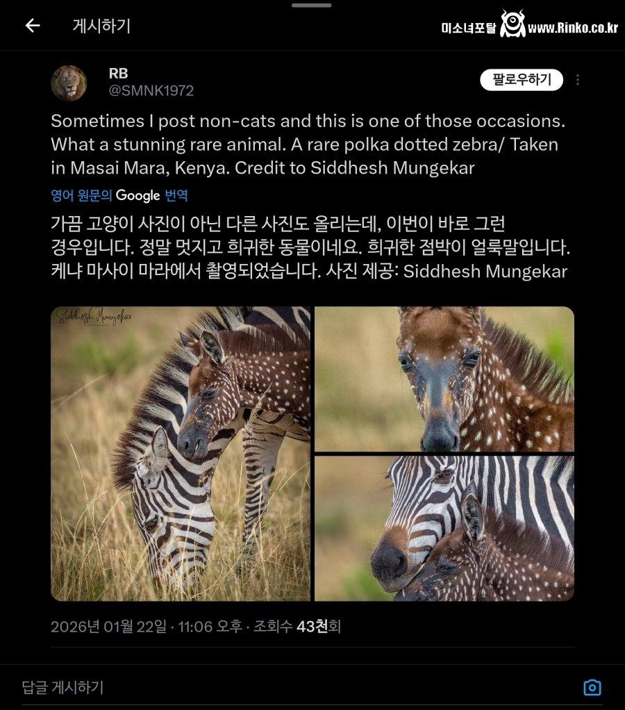 케냐에서 발견된 점박이 얼룩말