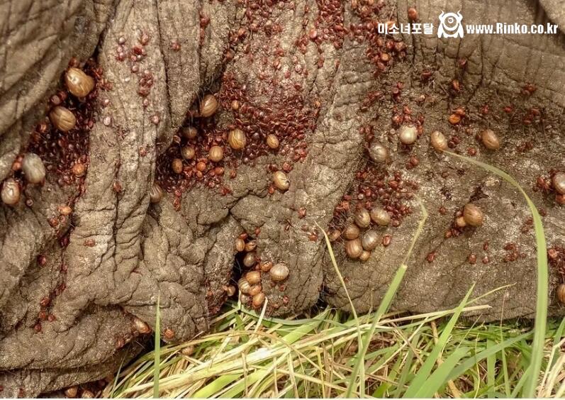 약혐) 코끼리 몸에 들러붙은 진드기 크기