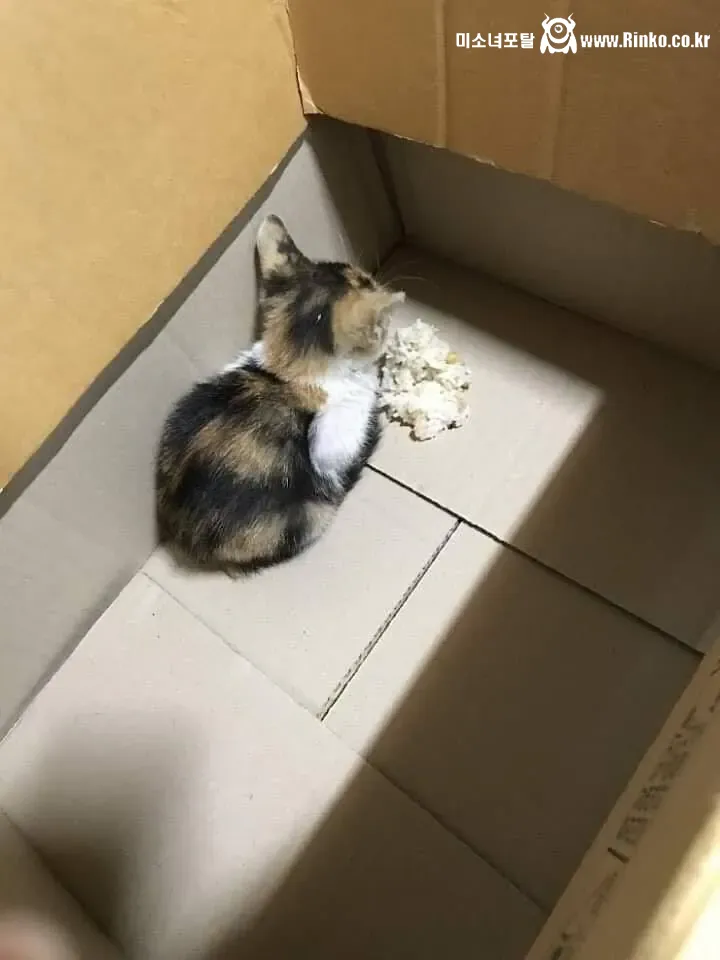 동물을 한번도 키워본적이 없는게 확실한 사람