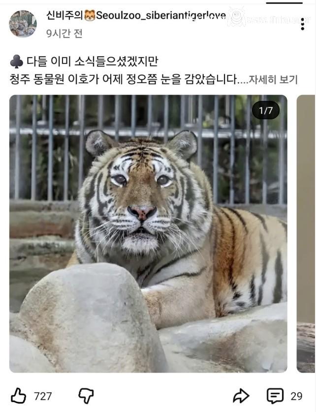 청주동물원 호랑이 이호 사망