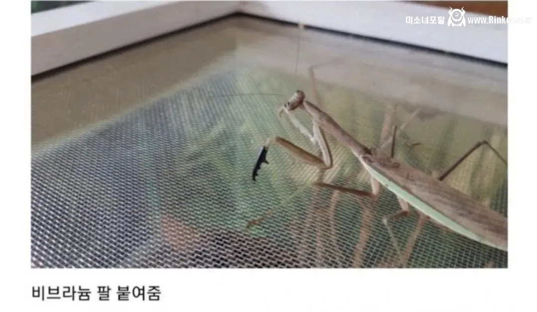 비브라늄 사마귀 최신근황