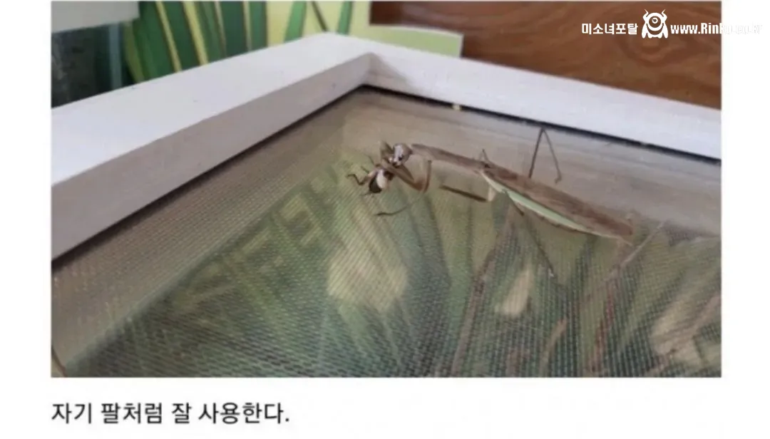 비브라늄 사마귀 최신근황