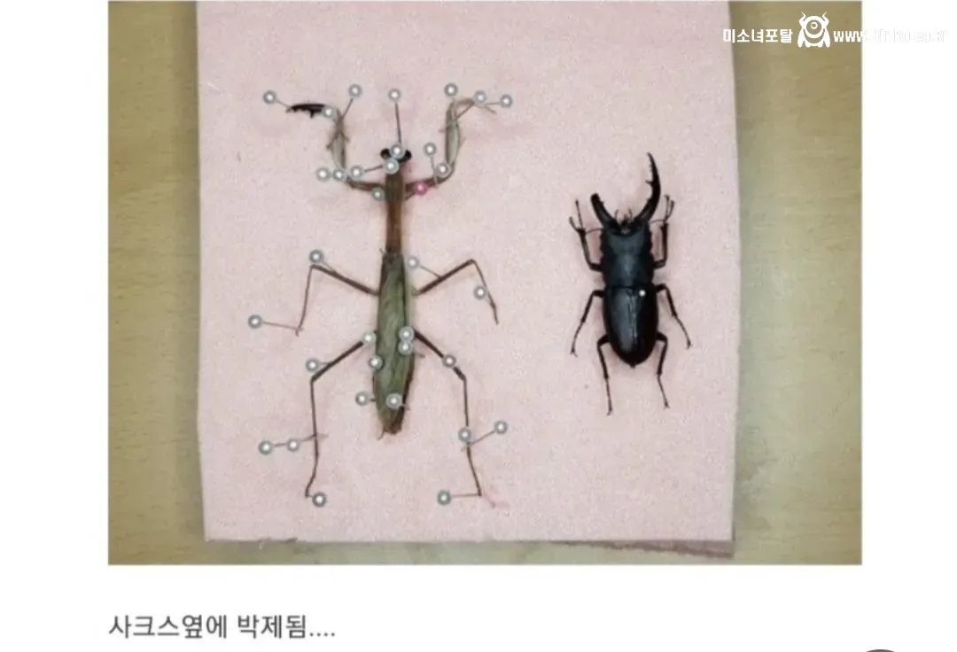 비브라늄 사마귀 최신근황