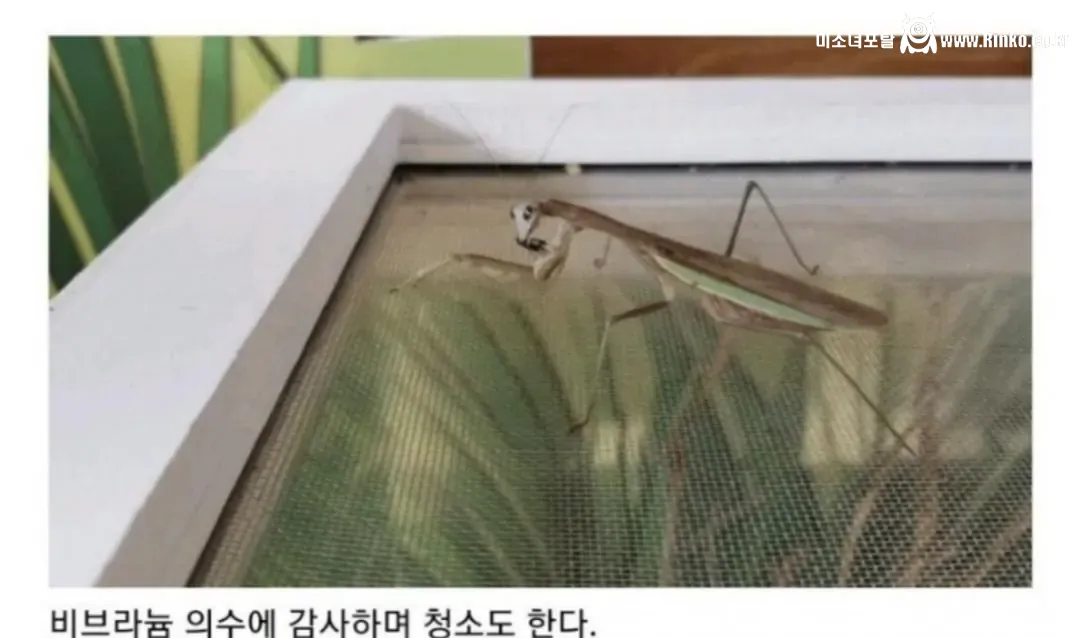 비브라늄 사마귀 최신근황