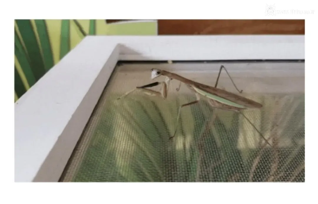 비브라늄 사마귀 최신근황