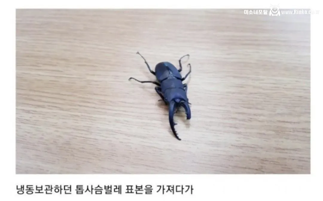 비브라늄 사마귀 최신근황