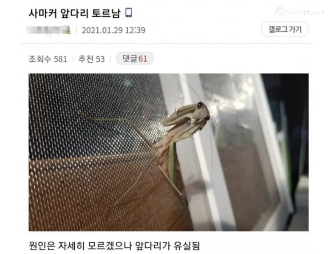 비브라늄 사마귀 최신근황