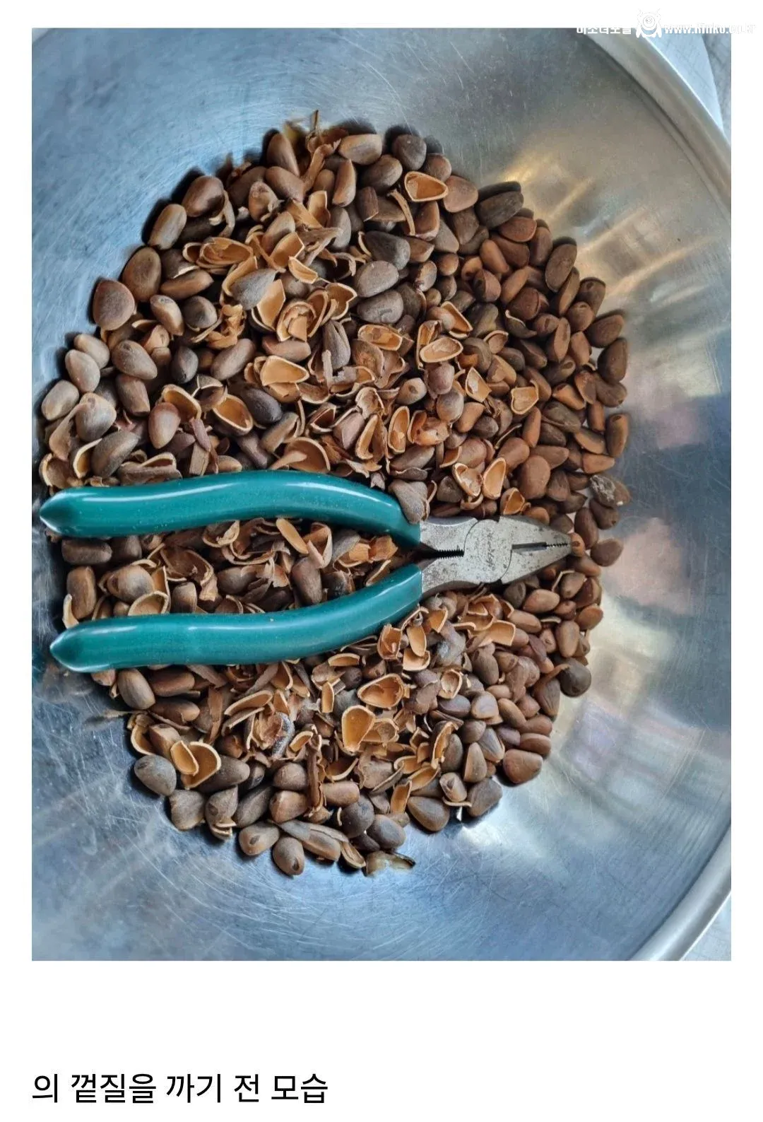 요즘 사람들은 의외로 잘 모르는 잣 본래 모습