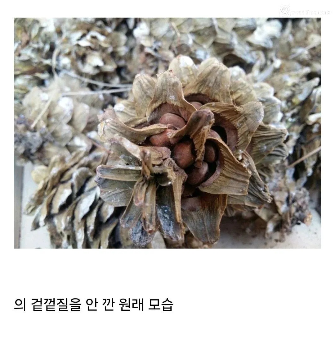 요즘 사람들은 의외로 잘 모르는 잣 본래 모습