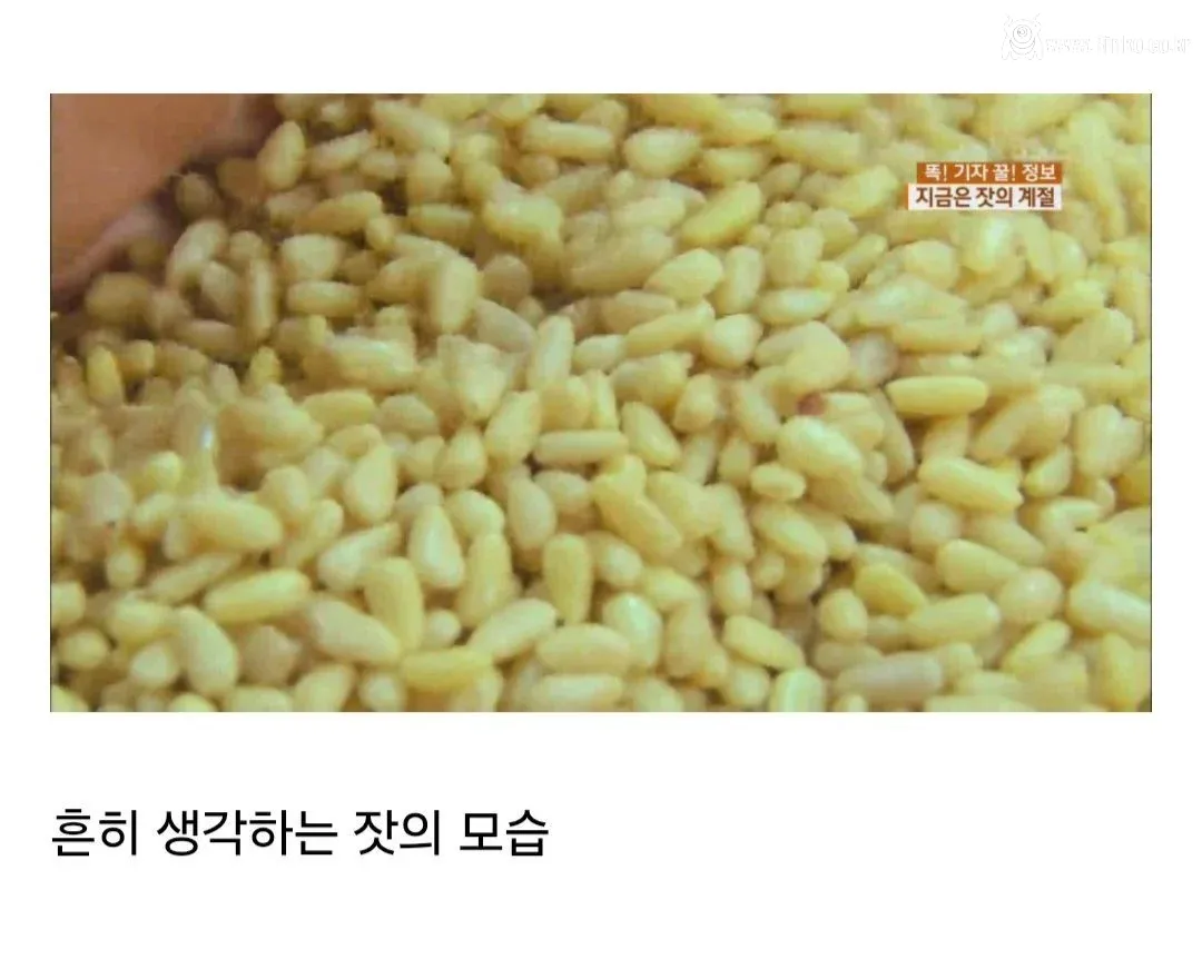 요즘 사람들은 의외로 잘 모르는 잣 본래 모습