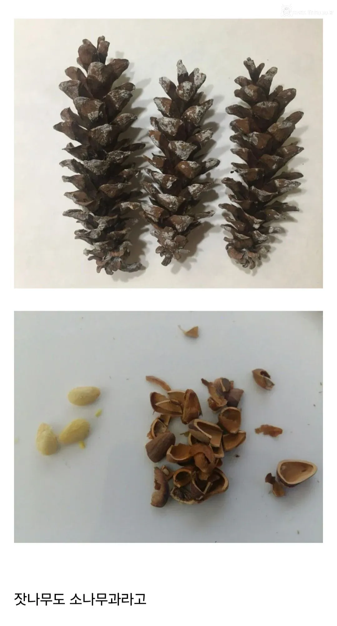 요즘 사람들은 의외로 잘 모르는 잣 본래 모습