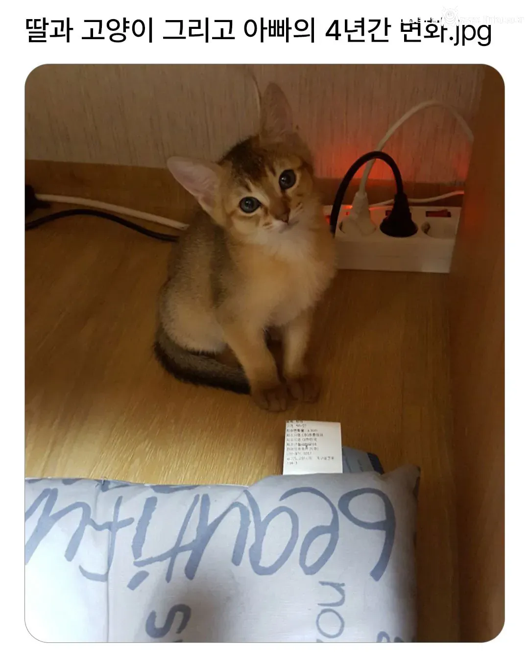 딸과 고양이 그리고 아빠의 4년간 변화