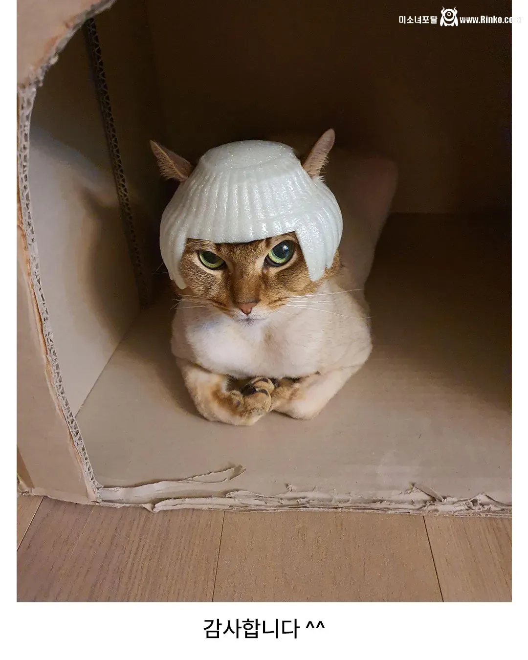 딸과 고양이 그리고 아빠의 4년간 변화