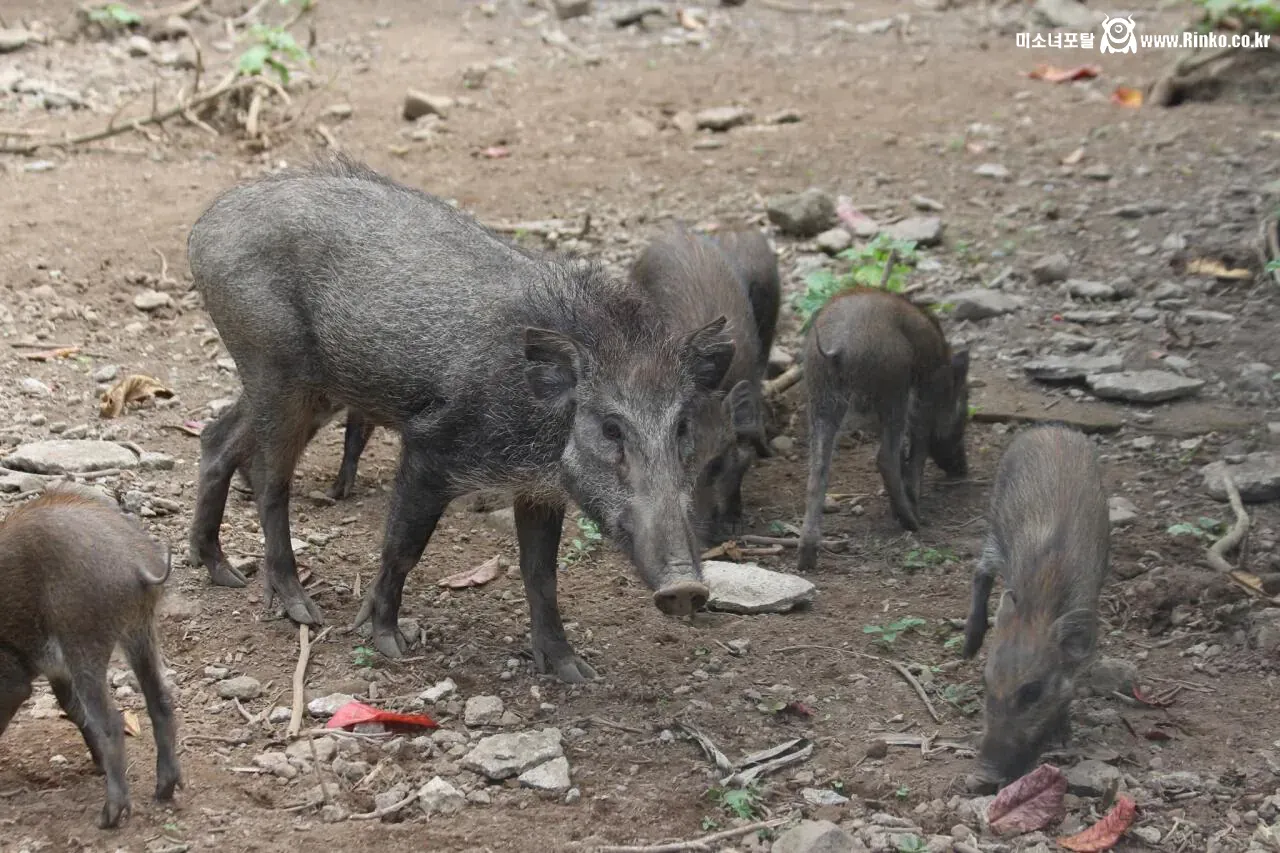 멸종 위기라는 돼지
