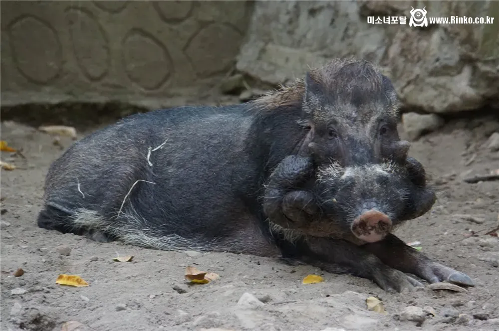 멸종 위기라는 돼지
