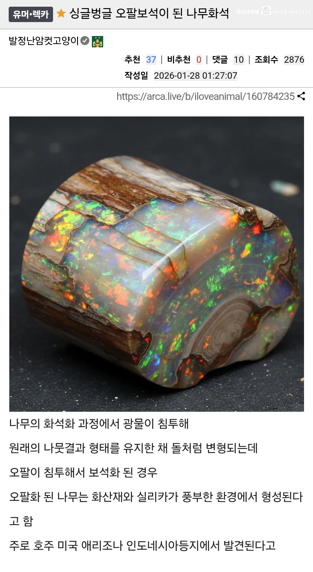 오팔보석이 된 나무화석