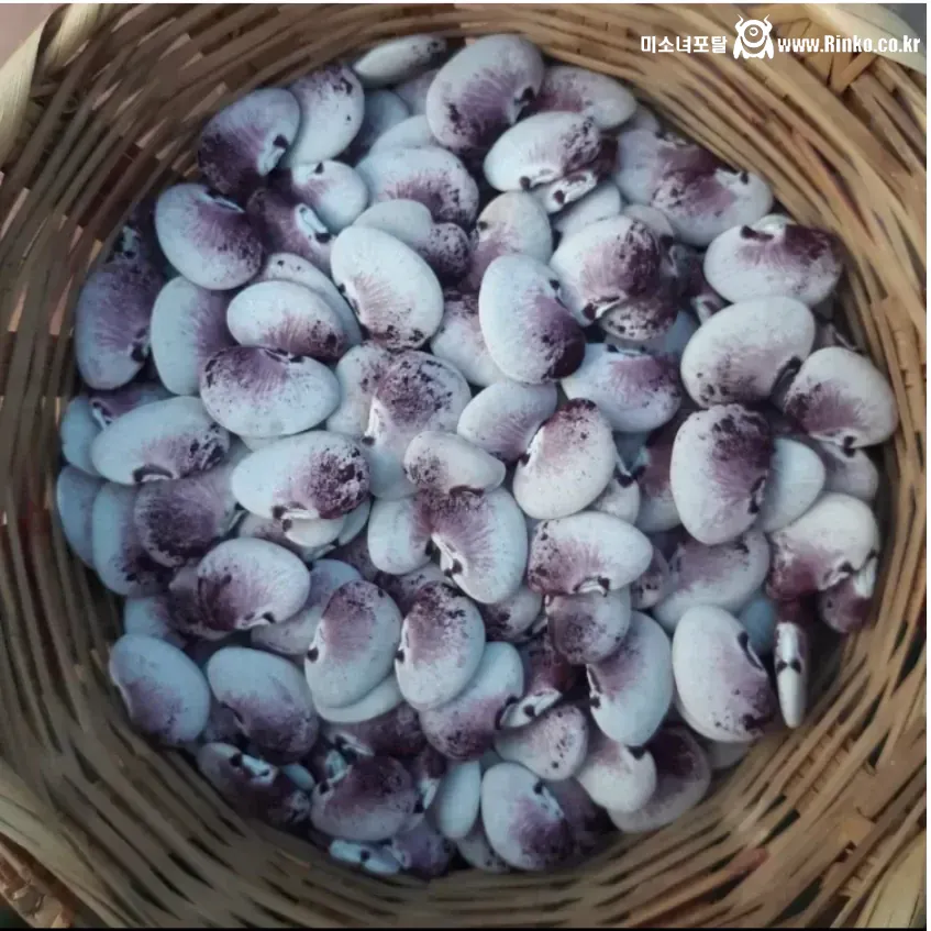 신기하게 생긴 희귀종 콩들