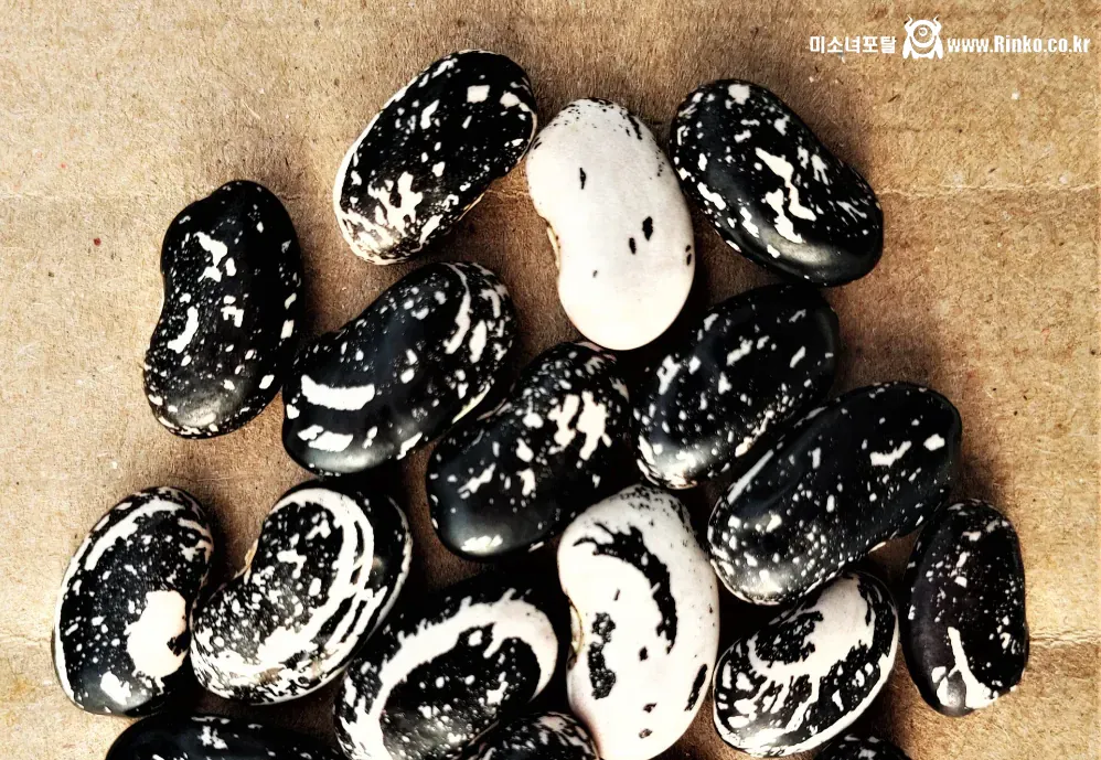 신기하게 생긴 희귀종 콩들