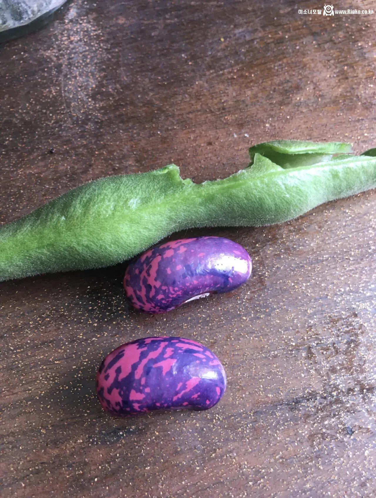 신기하게 생긴 희귀종 콩들