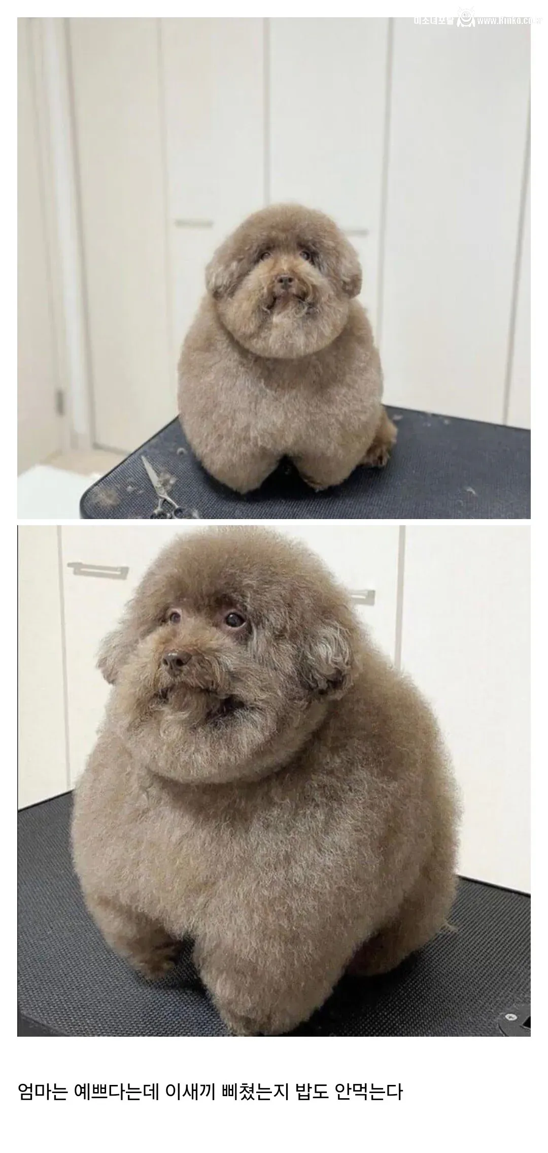강아지 미용 망친 사람