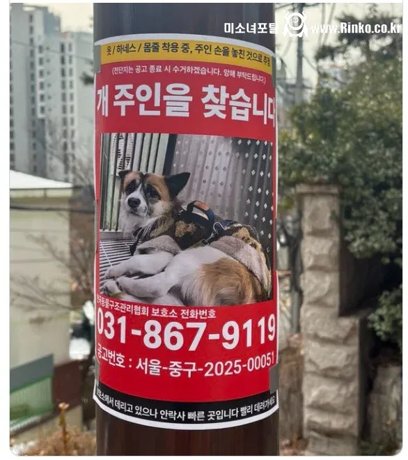 정말 안타까운 "주인을 찾습니다"