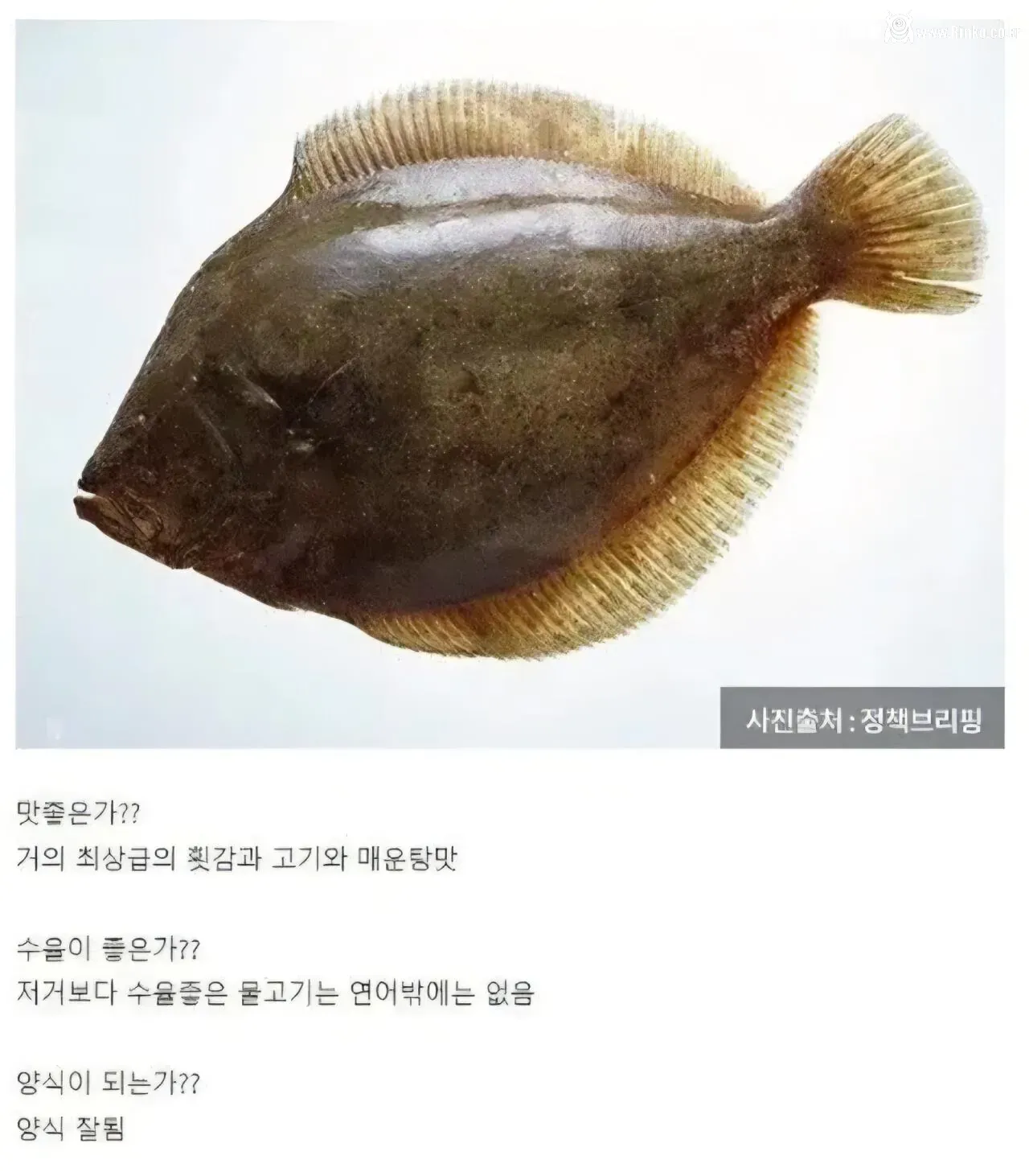 인류역사상 최고의 횟감 Goat