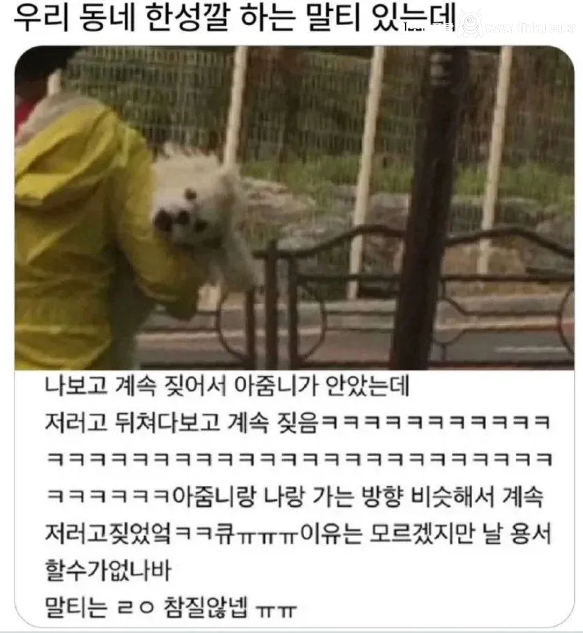 우리 동네 한 성깔 하는 말티즈가 있는데