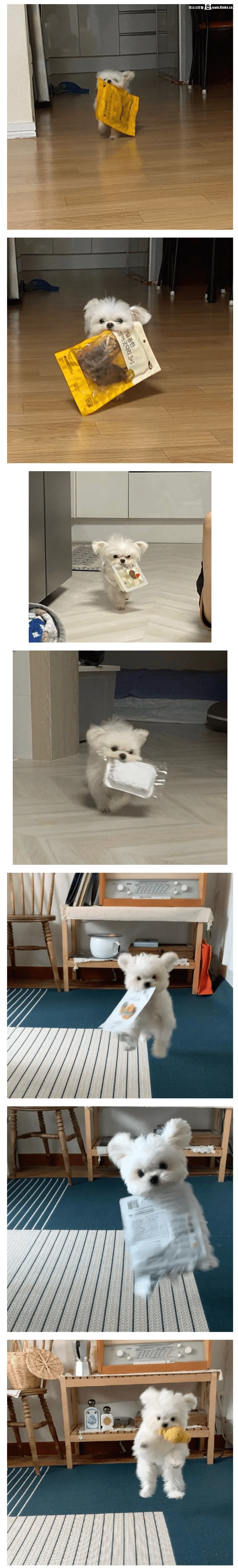 이거 빨리 뜯어달라는 강아지