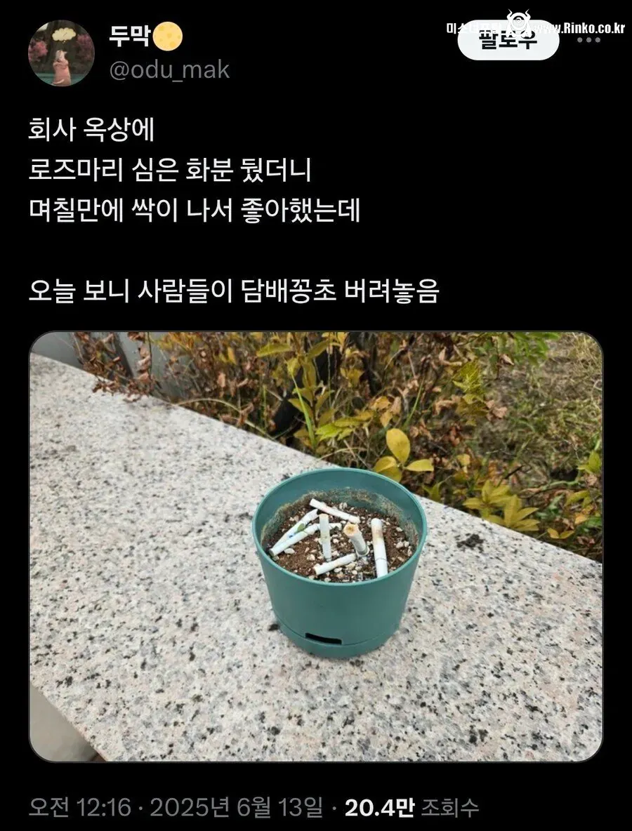 회사 옥상에 화분을 두었더니 생긴 일