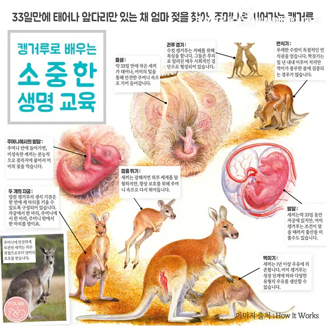 캥거루 주머니 내부 구조