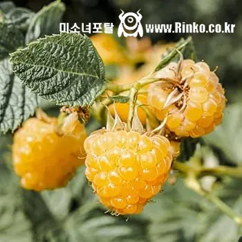 다양한 유럽 산딸기 색깔들