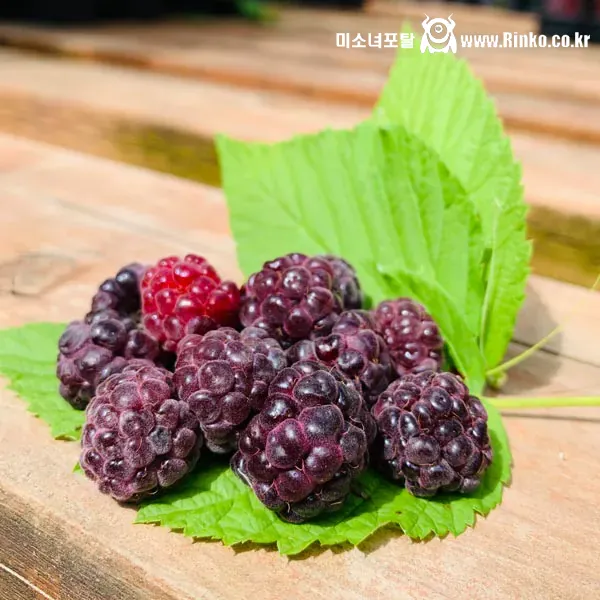 다양한 유럽 산딸기 색깔들