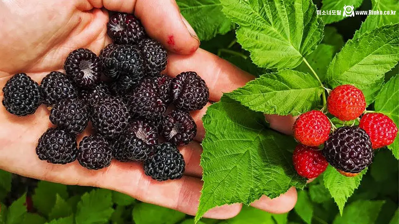 다양한 유럽 산딸기 색깔들