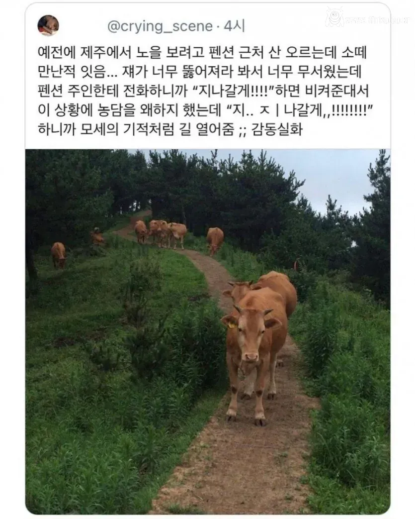 제주에서 소 떼를 만났을 때 대처법