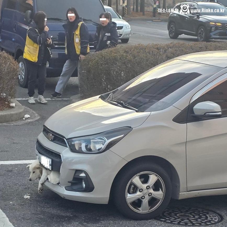 용인에서 스파크 앞범퍼에 강아지 끼인 채 주행 ㄷㄷㄷ;;