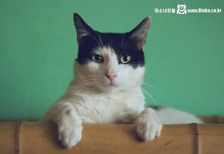 고양이 키우는 사람들 공감 ㄹㅇ