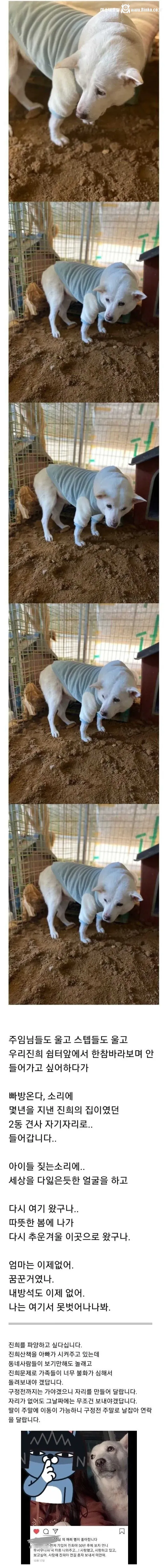 강아지 파양 후 인스타질