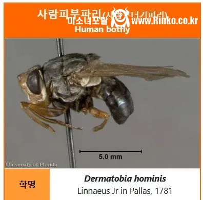 혐주의) 아마존 자연체험 다녀온 여자