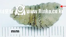 혐주의) 아마존 자연체험 다녀온 여자