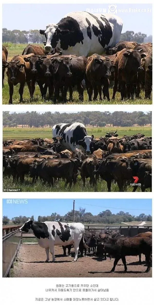 너무 커서 살아남은 소