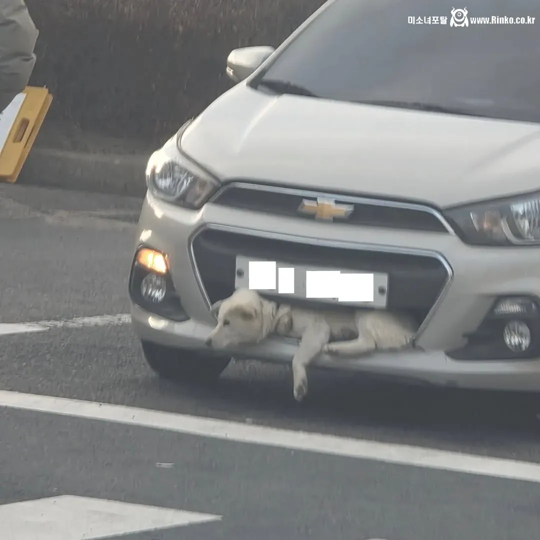 쉐보레 스파크 범퍼에 꼈던 백구 근황