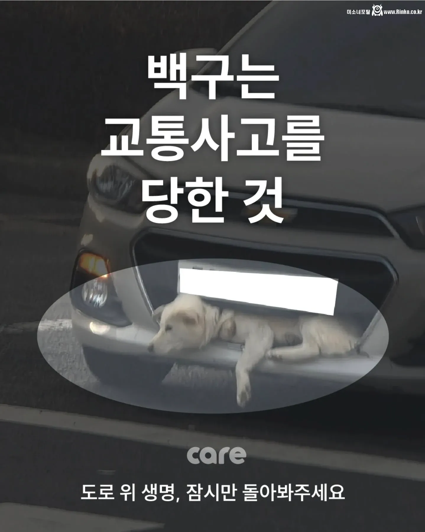 쉐보레 스파크 범퍼에 꼈던 백구 근황